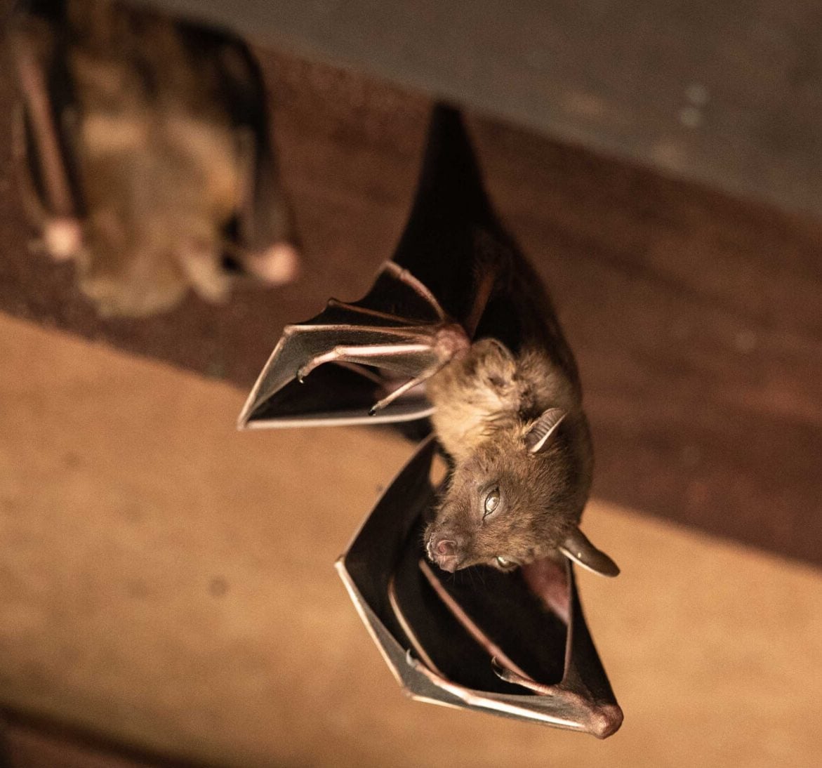 Wildlife-Bats in Franklin